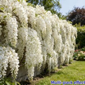 36pcs Artificial White Wisteria Vine